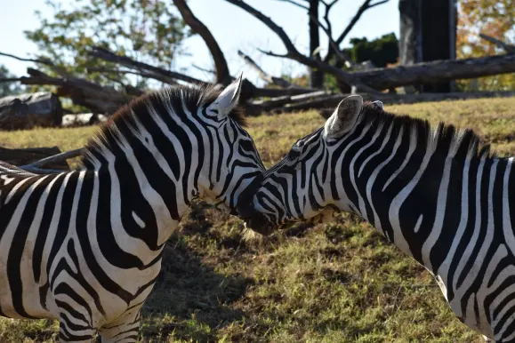 Casino Hot Line Support